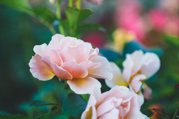 Pink rose flowers growing in summer garden, floral background