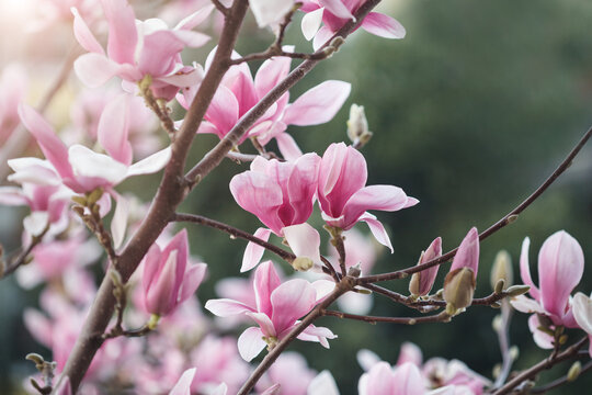 Beautiful magnolia flowers, pink blooming tree spring background