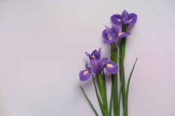 Fresh natural irises on a light purple background. Flat lay, place for text.