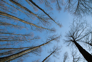 Bottom up view of tall old trees in a pine spring forest.