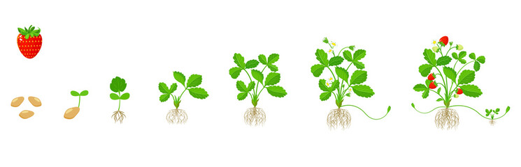 Strawberry growth cycle. Stages of growing fruit plants from germination to maturity.