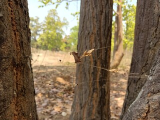 Fototapeta premium webs on tree