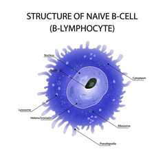 Structure of B-lymphocyte. Naive B-cell Anatomy of B-cell. Cell of the immune system.