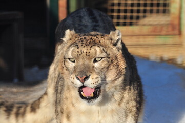 Animals are a traditionally (since the time of Aristotle) distinguished category of organisms,...