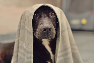 Retrato de perro con toalla en la cabeza