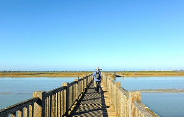 Fototapeta premium Senderista cruzando el puente sobre el Río San Pedro. Marisma de los Toruños y Pinar de la Algaida. Parque Natural Bahía de Cádiz, Andalucía, España.