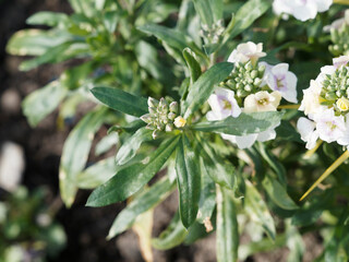 Erysimum cheiri | Giroflée des murailles 'Rysi Moon' ou murailler à fleurs blanches