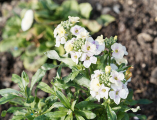 Erysimum cheiri | Girofl&eacute;e des murailles 'Rysi Moon' ou murailler &agrave; fleurs blanches, jaun&acirc;tre et nervures violac&eacute;e