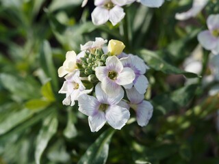 Erysimum cheiri | Giroflée des murailles 'Rysi Moon' ou murailler à fleurs blanches