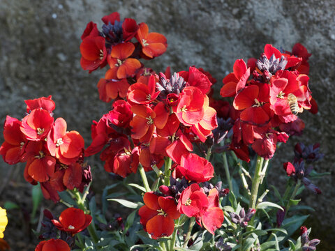 Erysimum cheiri | Girofl&eacute;es des murailles 'Red jep' &agrave; fleurs rouge grenat sur tiges ramifi&eacute;es, feuillage verd&acirc;tre, oval et allong&eacute;