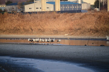 suncheon bay