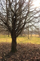 Dzikie drzewo © Ireneusz