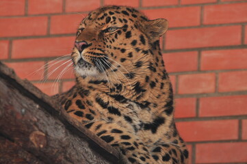 Animals are a traditionally (since the time of Aristotle) distinguished category of organisms,...