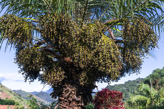 Phoenix roebelenii palm tree, known as dwarf date palm, full of almost ripe fruits, tameras, with blue sky in the background, Itaipava, Rio de Janeiro, Brazil