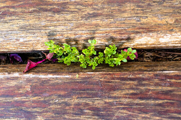 Small plants growing between deck woods, Itaipava, Rio de Janeiro, Brazil