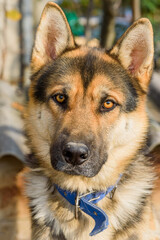 Portrait of a German Shepherd in beautiful daylight.