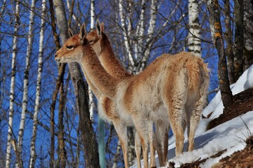 Animals are a traditionally (since the time of Aristotle) distinguished category of organisms, currently considered as a biological kingdom.