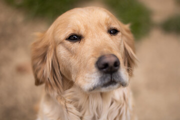 Golden retriever portrait