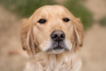Golden retriever portrait