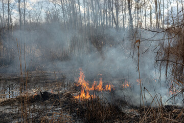burning grass in forest and bush in sprintime, black ashes on ground, damage to nature, 