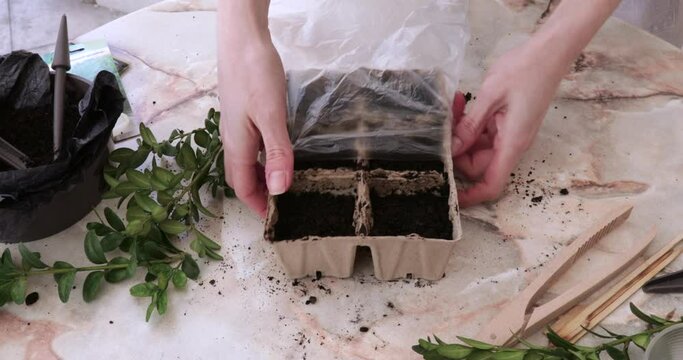 Women's hands are wrapping pots for growing plants with a film on the table. High quality 4k footage