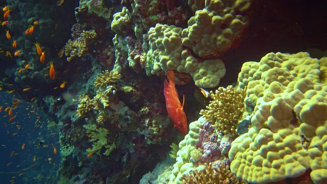 Coral grouper (Cephalopholis miniata) and other tropical fish on a coral reef, Red Sea