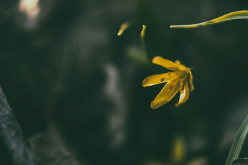 Gagea lutea, a yellow star of Bethlehem that blooms in spring. macro photography, bokeh