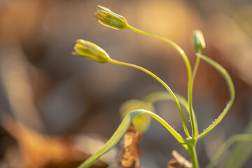 Gagea lutea, a yellow star of Bethlehem that blooms in spring. macro photography, bokeh