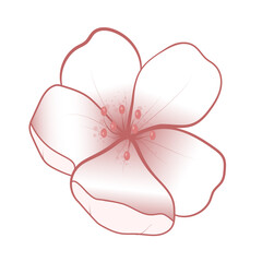 Pink Flower blossom sakura. Cherry blossoms isolated on white background. Cherry blossom vector illustration. Pink Cherry Flower.