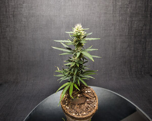 Monster cropping, dosidos, do-si-dos, marijuana, pot, weed, dank, grow tent, medical marijuana, Cannabis 	