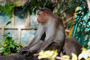 Bonnet macaque South Indian Macaque sitting on a branch 