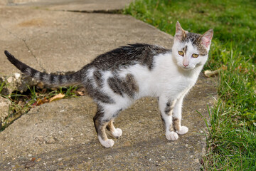 Naklejka na ściany i meble A street cat is standing on the asphalt