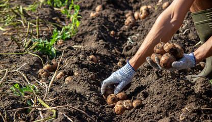 Freshly harvested organic potato harvest. Farmer in garden