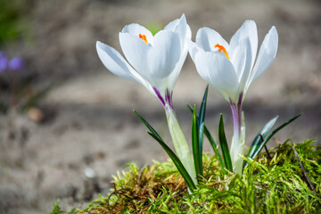 Beautiful white crocus flowers bloom in the garden