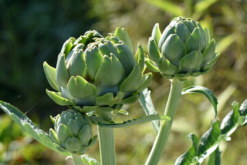 Zoom food from the garden vegetable artichoke zoom. horizontal photo macro plant foot of artichoke Asteraceae perennial plant. Make your vegetable garden - Powered by Adobe