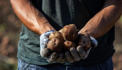Freshly harvested organic potato harvest. Farmer in garden
