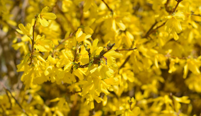 a yellow background of spring flowers