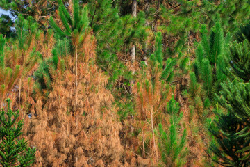 grass in the forest