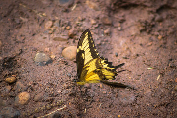 Mariposa 