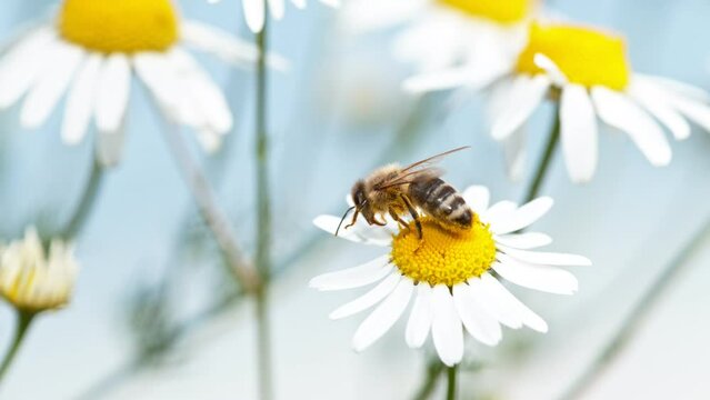Close up of honey bee flying and collecting nectar pollen around daisy flowers. Super slow motion filmed at 1000 fps.