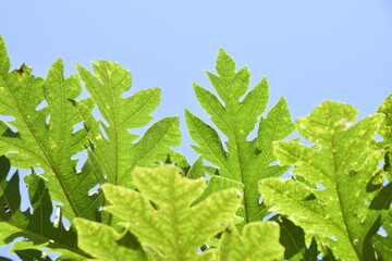 plants and herbs near the house
