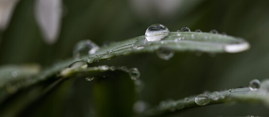 morning dew on plants panorama