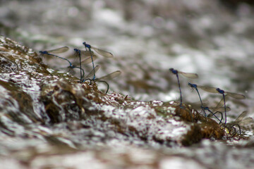 Muchos insectos en un arroyo