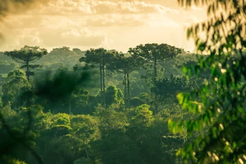 Fotobehang sunset with Araucarias and jungle © DiegoJoaquin