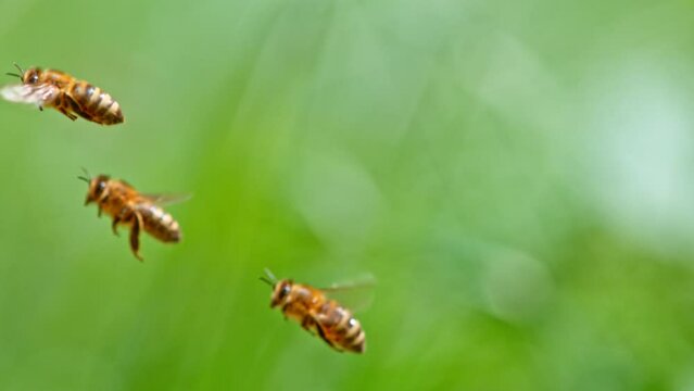 Close up of honey bee flying and collecting nectar pollen. Super slow motion filmed at 1000 fps.