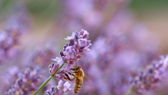 Close up of honey bee flying and collecting nectar pollen around garden lavender flowers . Super slow motion filmed at 1000 fps.