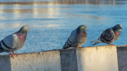 Beautiful pigeons sit on the concrete fence of the river embankment in winter. Sunny day.