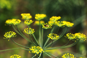 Yellow flowers of dill, Anethum graveolens. Close up. In the open ground in the garden grows vegetable dill