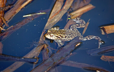 Common toads in the pond during the breeding season