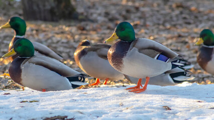 Ducks in a winter public park in the rays of sunlight. Duck birds are standing or sitting in the snow. Migration of birds.